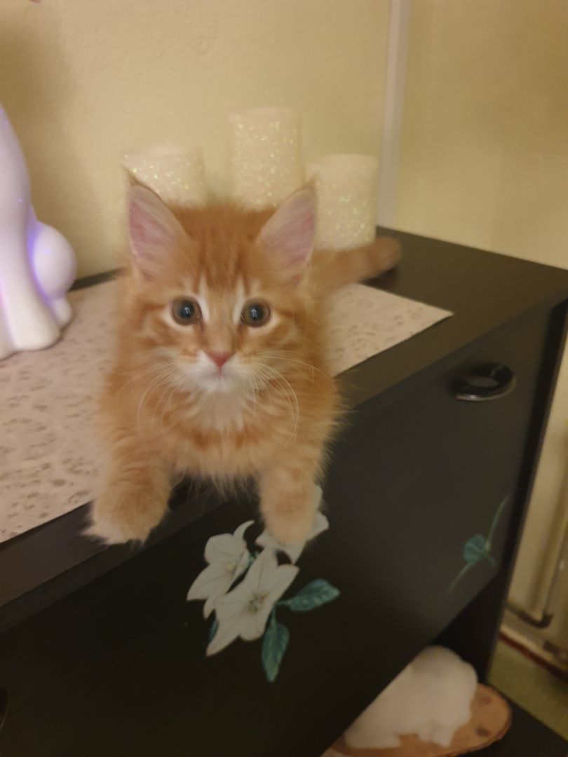 Norwegische Waldkatzen