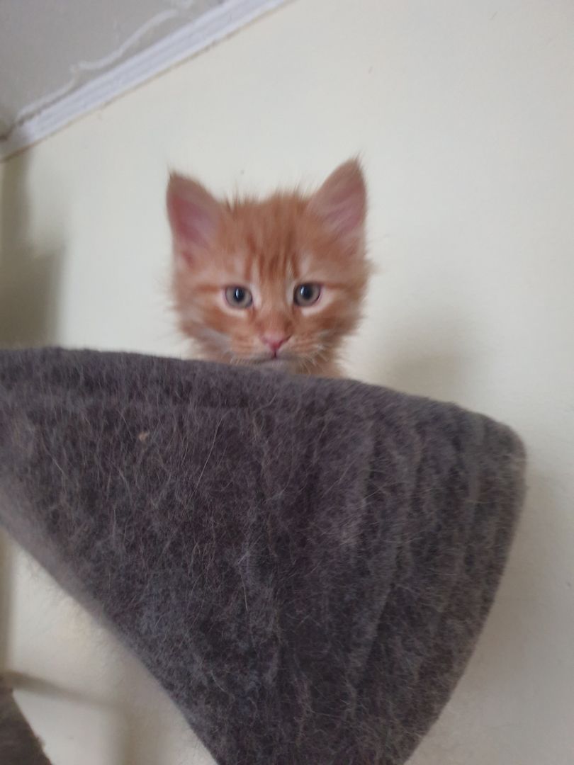 Norwegische Waldkatzen