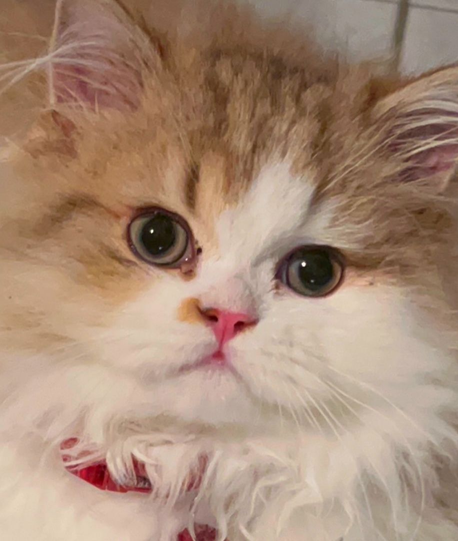 Schöner BLH Kater zu verkaufen