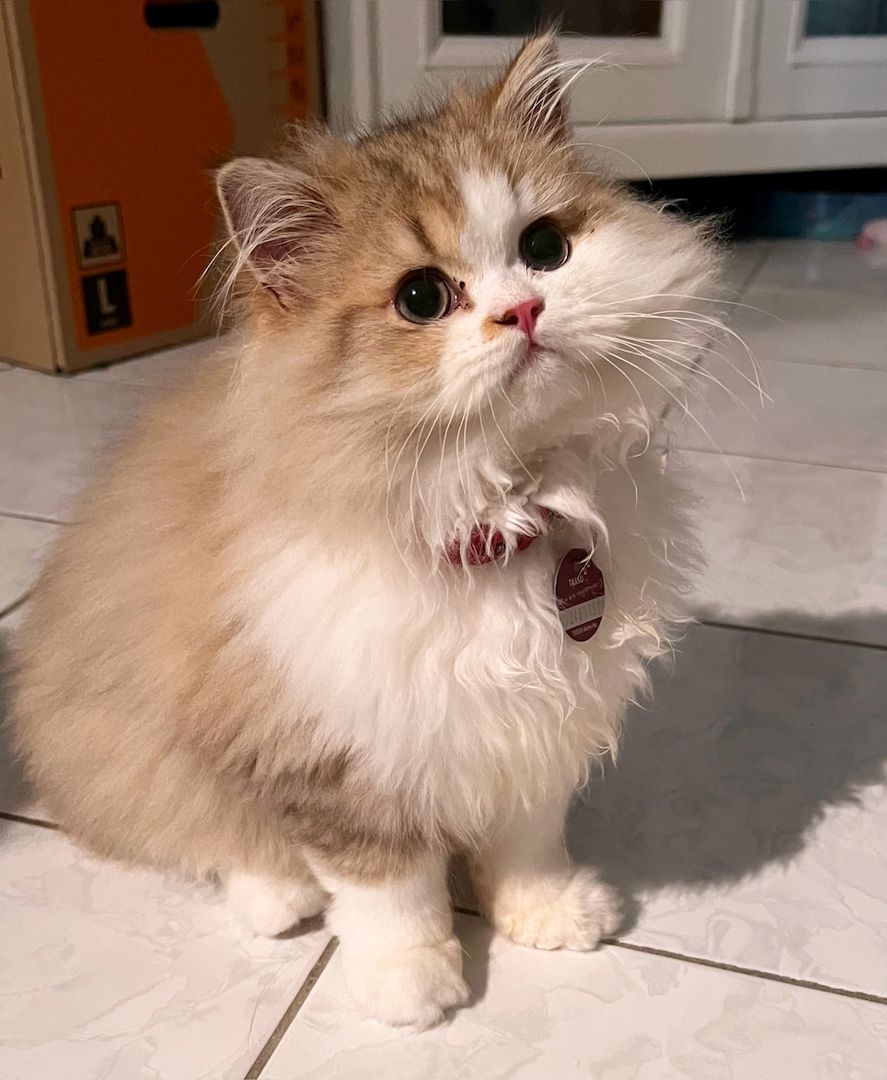 Schöner BLH Kater zu verkaufen