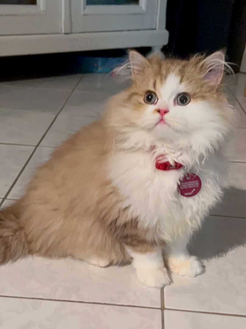 Schöner BLH Kater zu verkaufen