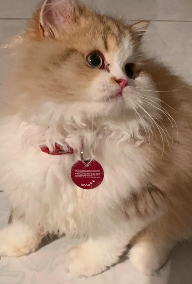 Schöner BLH Kater zu verkaufen