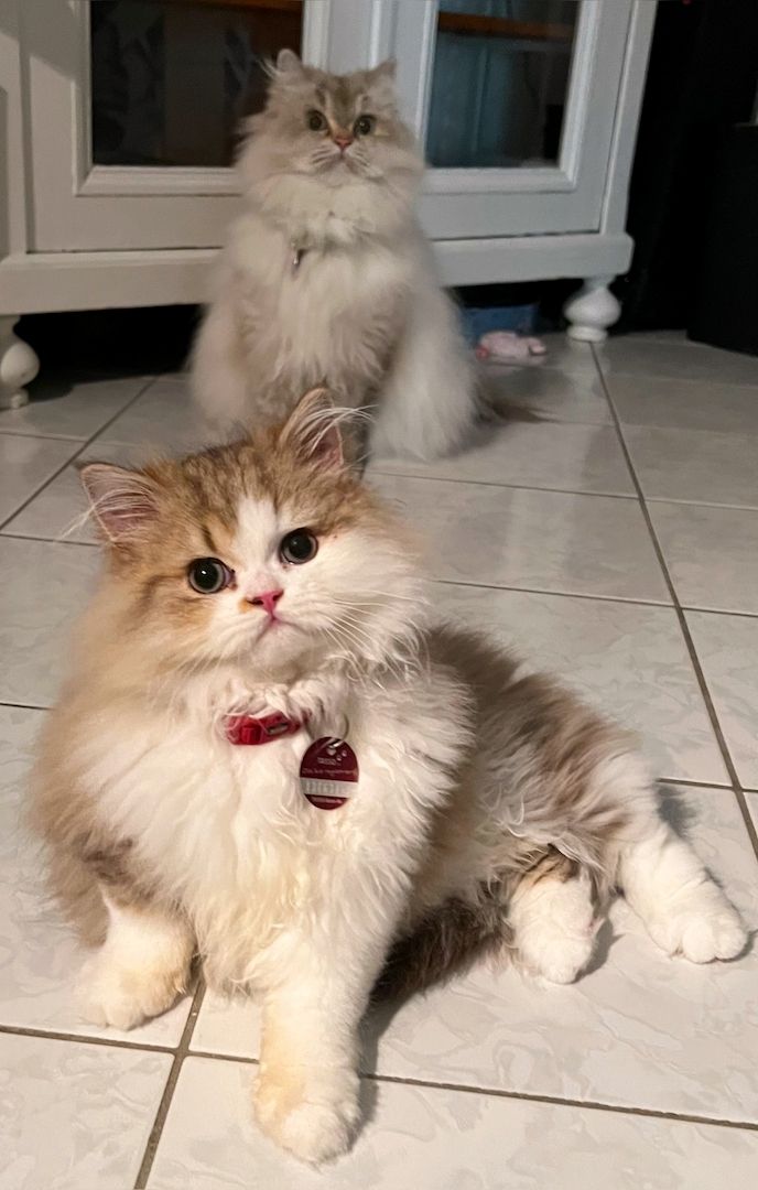 Schöner BLH Kater zu verkaufen