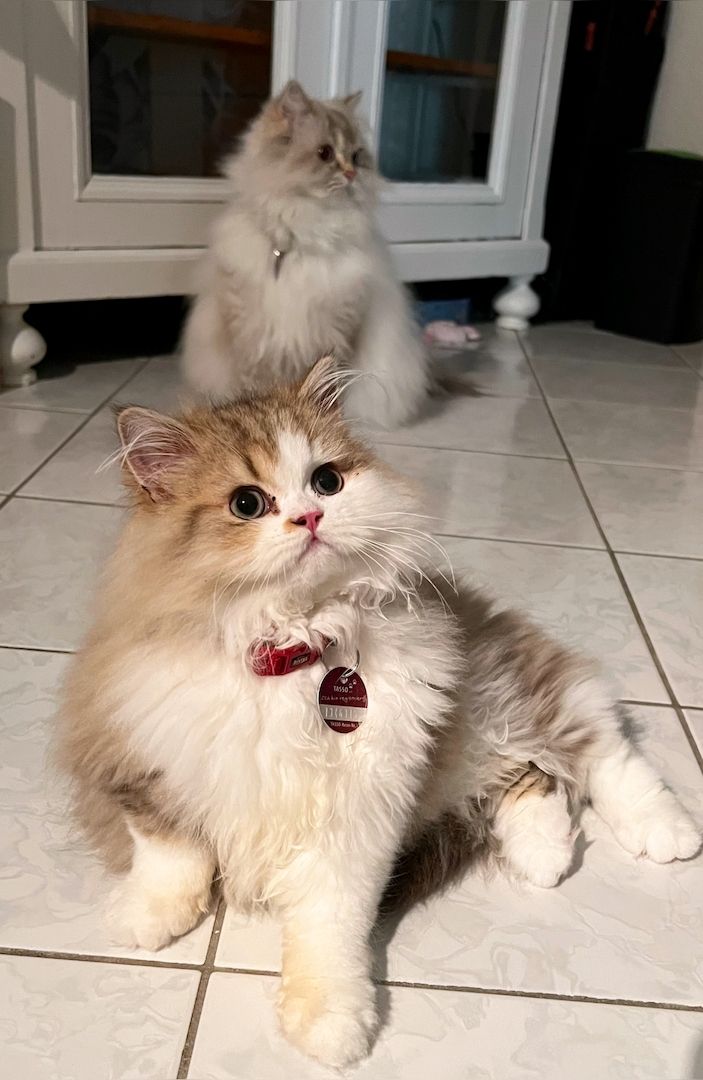 Schöner BLH Kater zu verkaufen