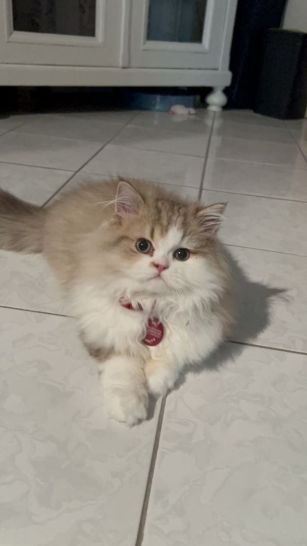 Schöner BLH Kater zu verkaufen