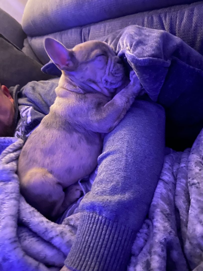 Französische Bulldogge Welpe