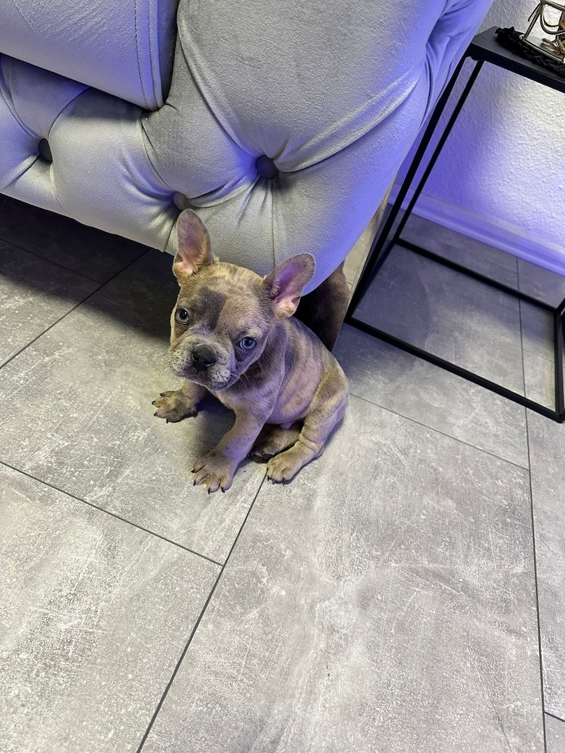 Französische Bulldogge Welpe