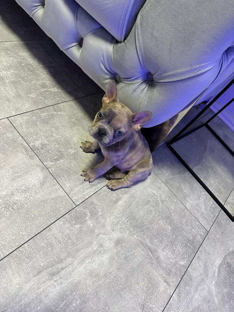 Französische Bulldogge Welpe