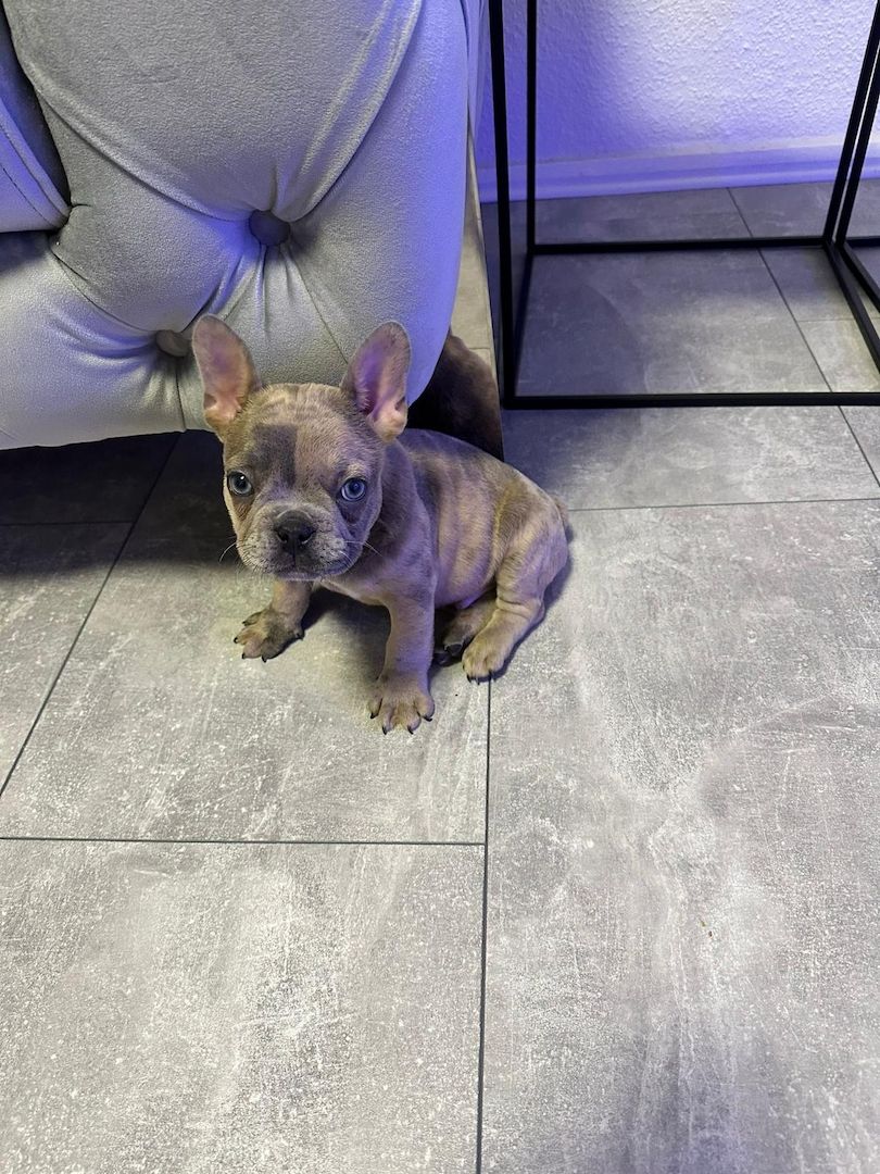 Französische Bulldogge Welpe