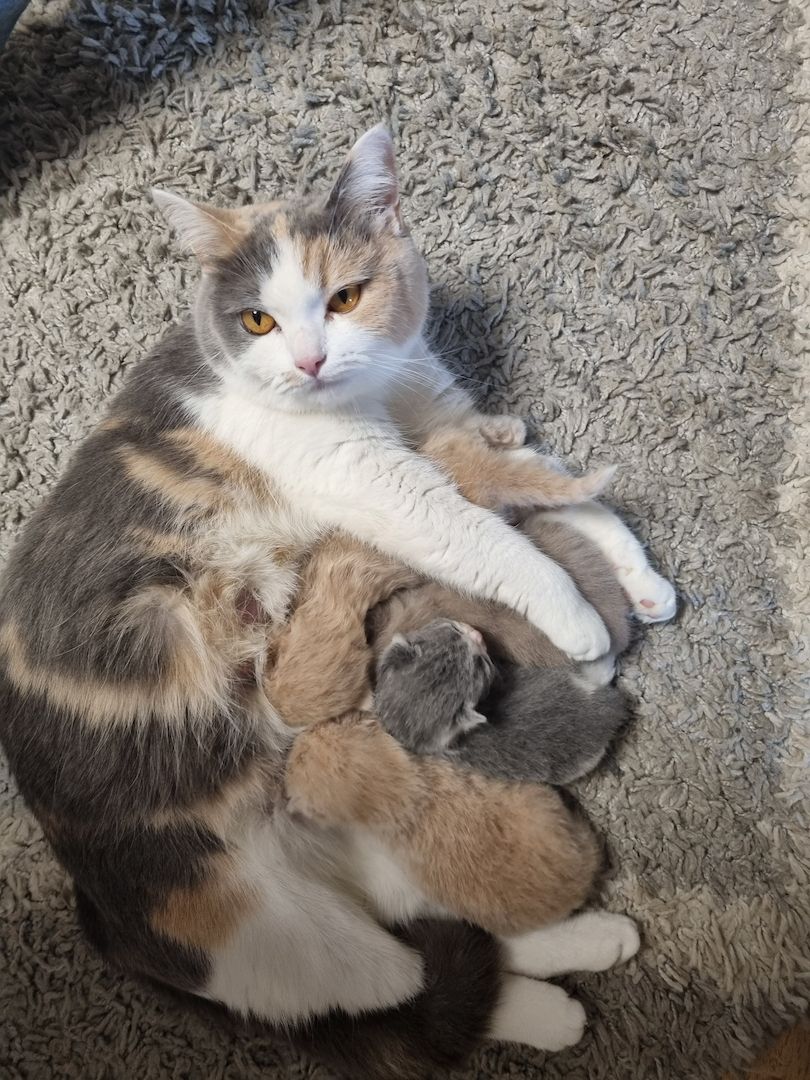 Britisch kurzhaar Katzen