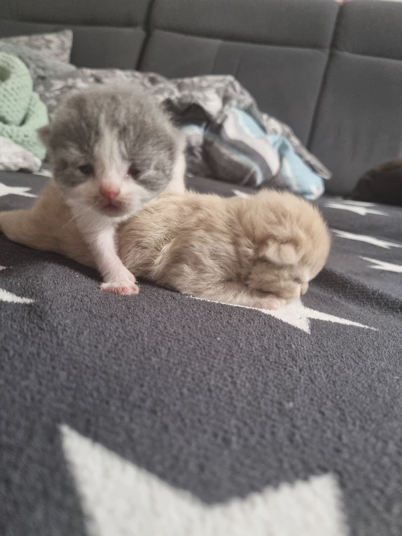 Britisch kurzhaar Katzen