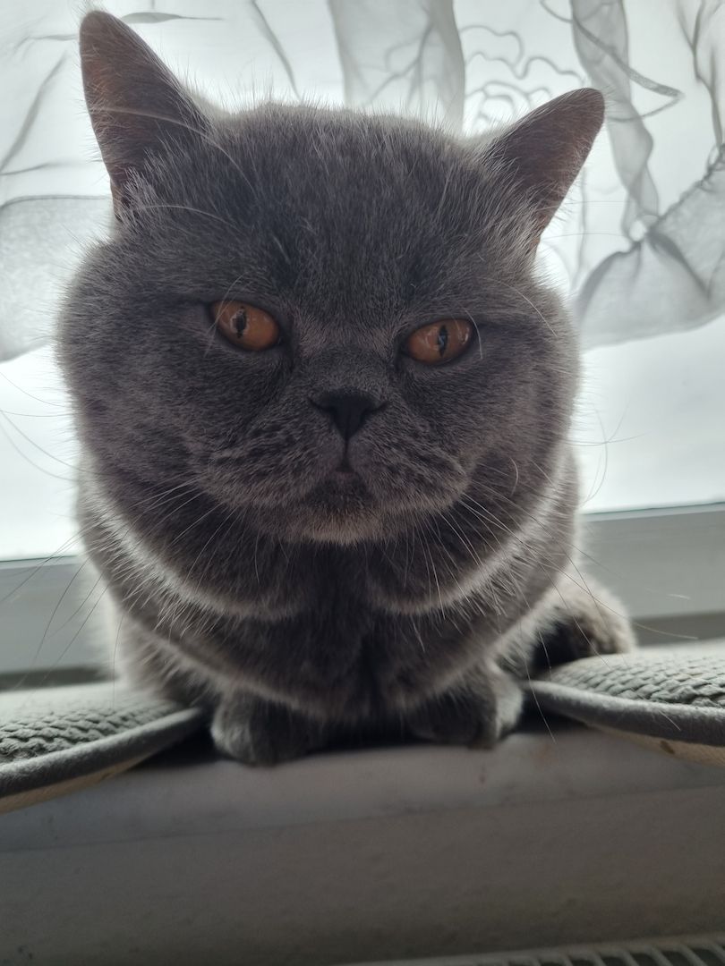 Britisch kurzhaar Katzen