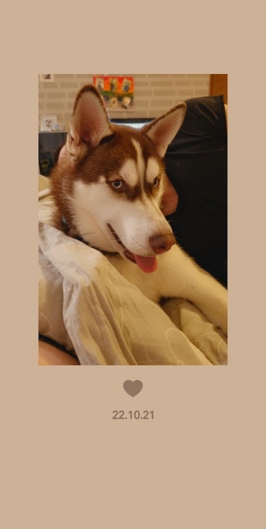 Fellnasen sucht ein Zuhause