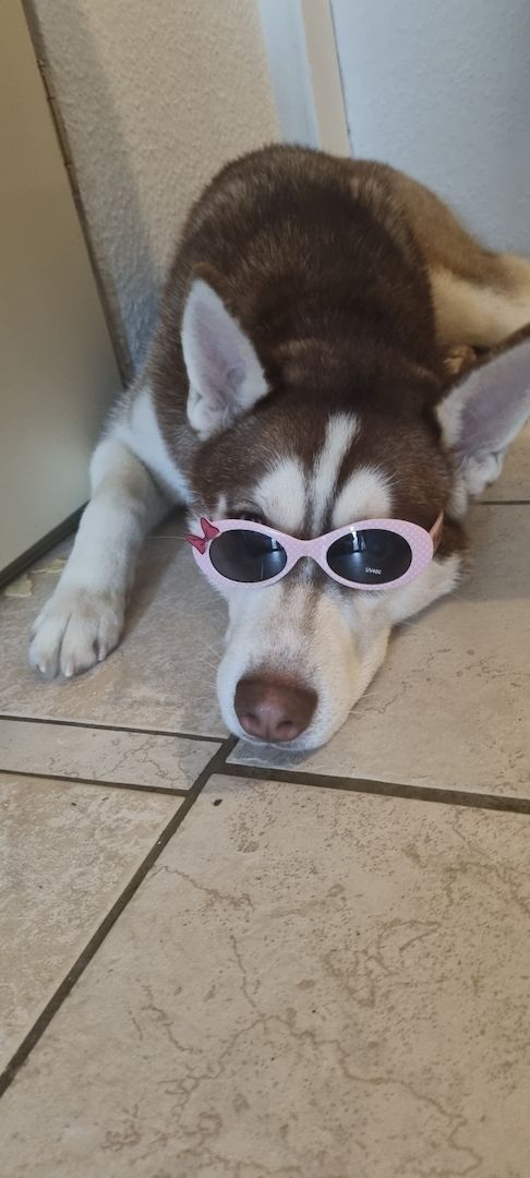 Fellnasen sucht ein Zuhause