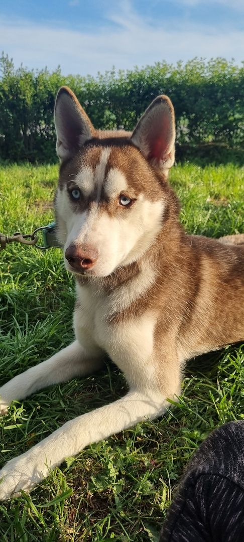 Fellnasen sucht ein Zuhause