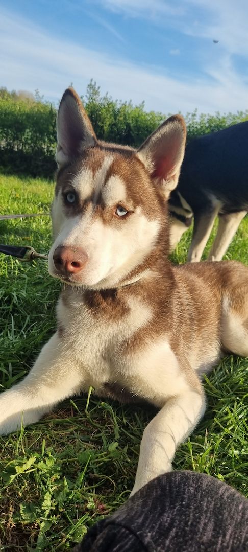 Fellnasen sucht ein Zuhause