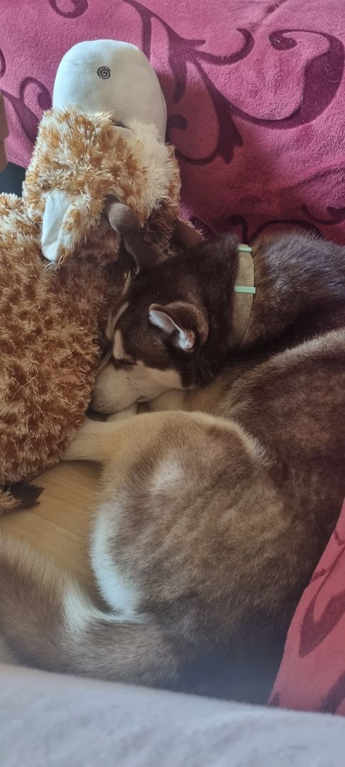 Fellnasen sucht ein Zuhause