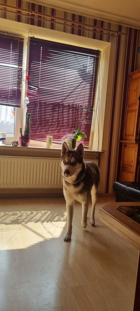 Fellnasen sucht ein Zuhause