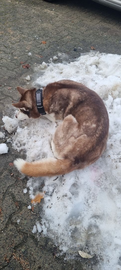 Fellnasen sucht ein Zuhause