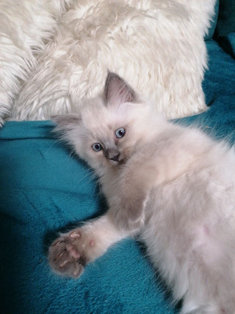Heilige Birma Ragdoll Kitten