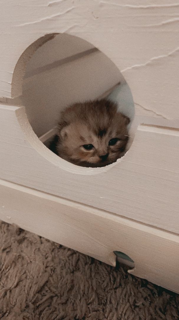 Reinrassige Bkh Kitten