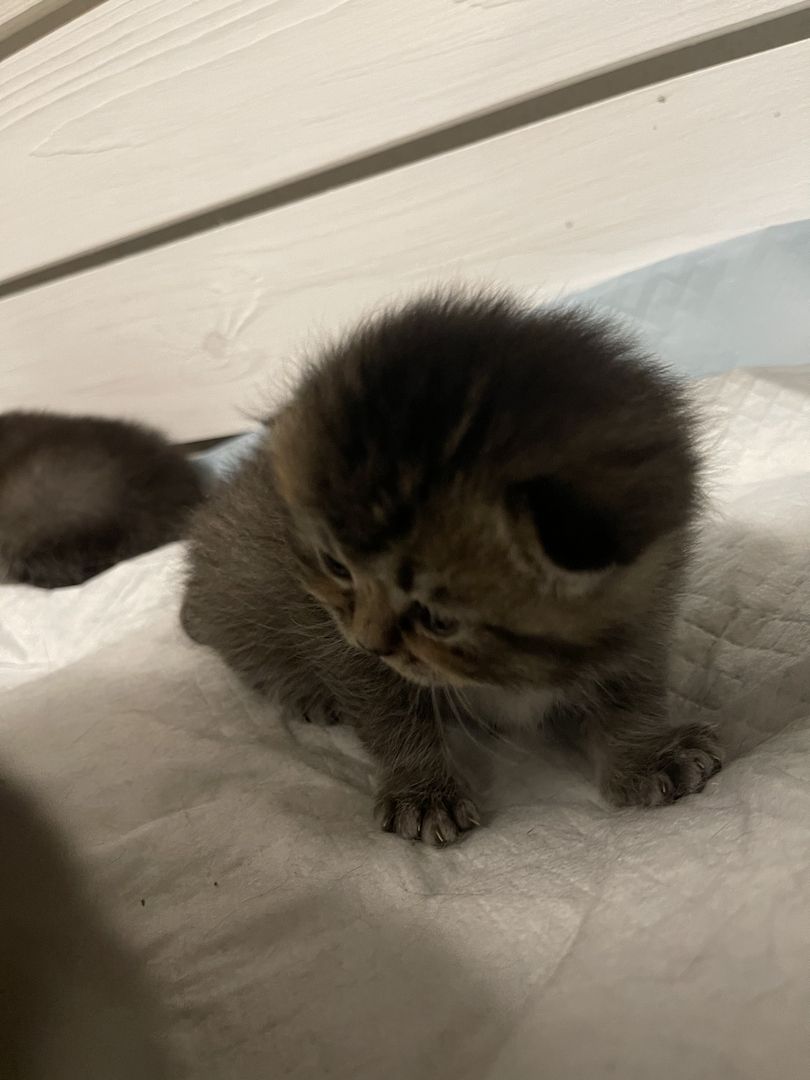 Reinrassige Bkh Kitten