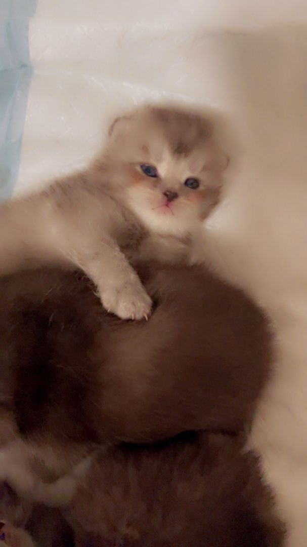 Reinrassige Bkh Kitten