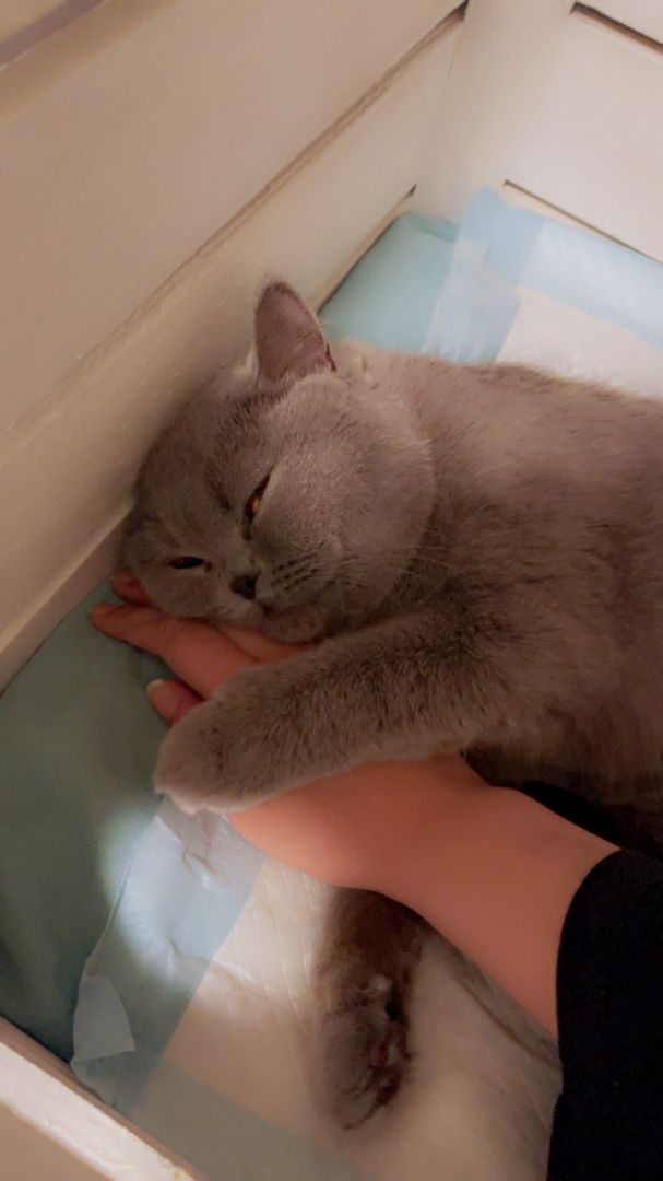 Reinrassige Bkh Kitten