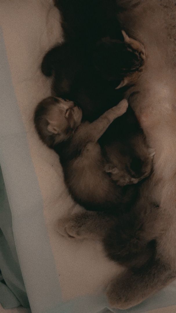 Reinrassige Bkh Kitten