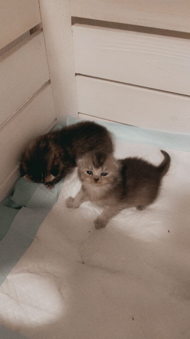 Reinrassige Bkh Kitten