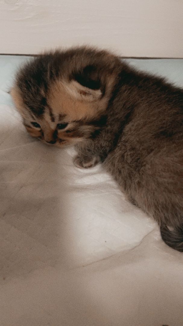 Reinrassige Bkh Kitten