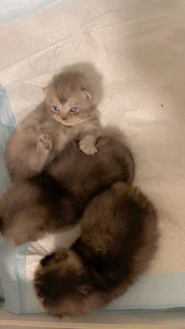 Reinrassige Bkh Kitten