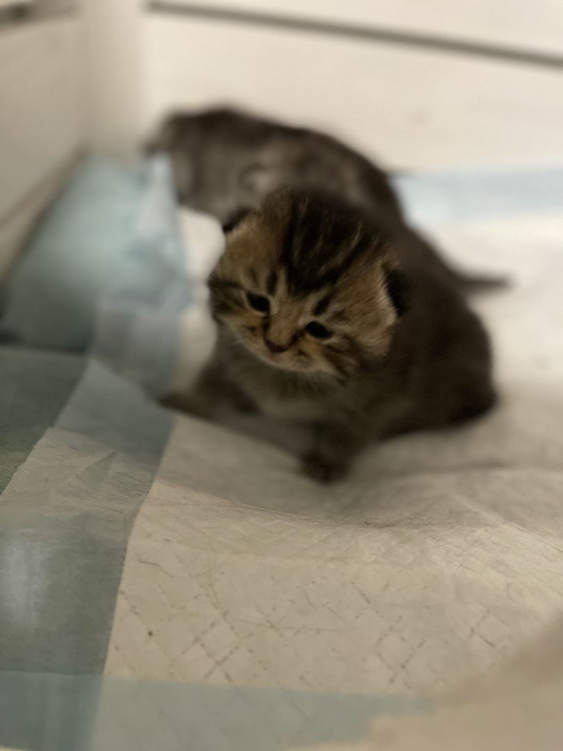 Reinrassige Bkh Kitten