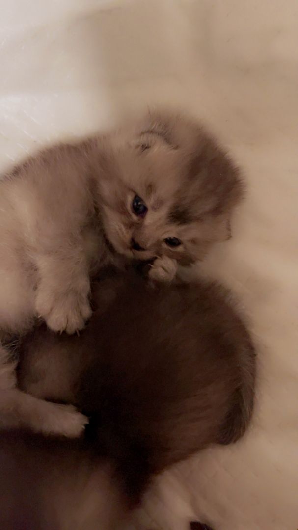 Reinrassige Bkh Kitten