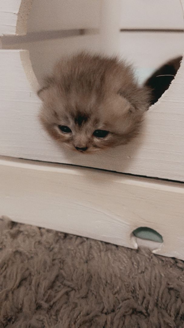 Reinrassige Bkh Kitten