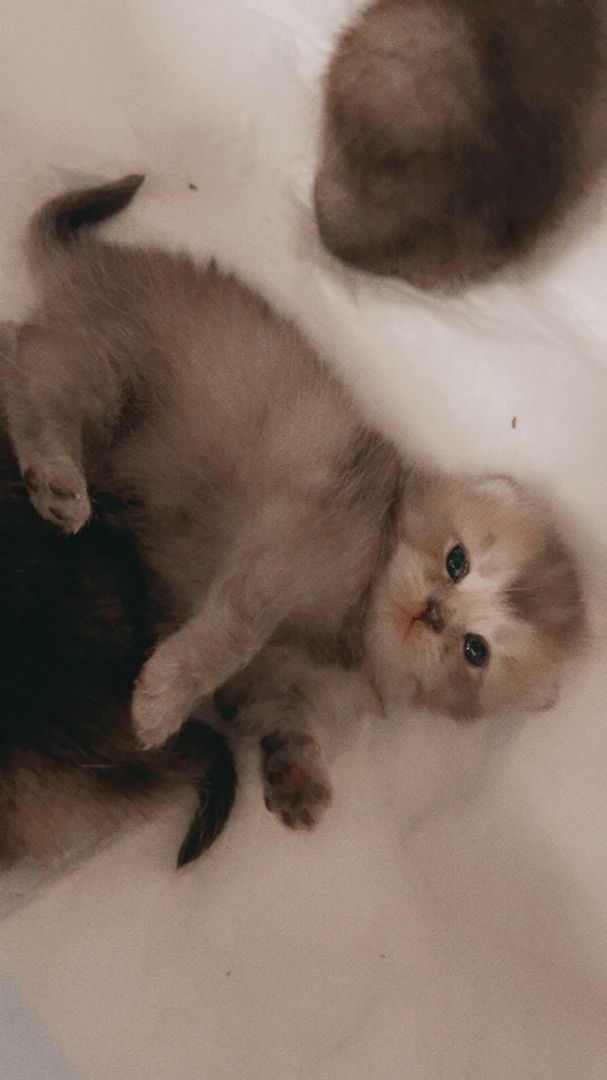 Reinrassige Bkh Kitten