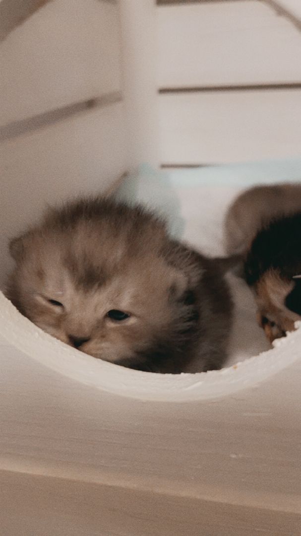 Reinrassige Bkh Kitten