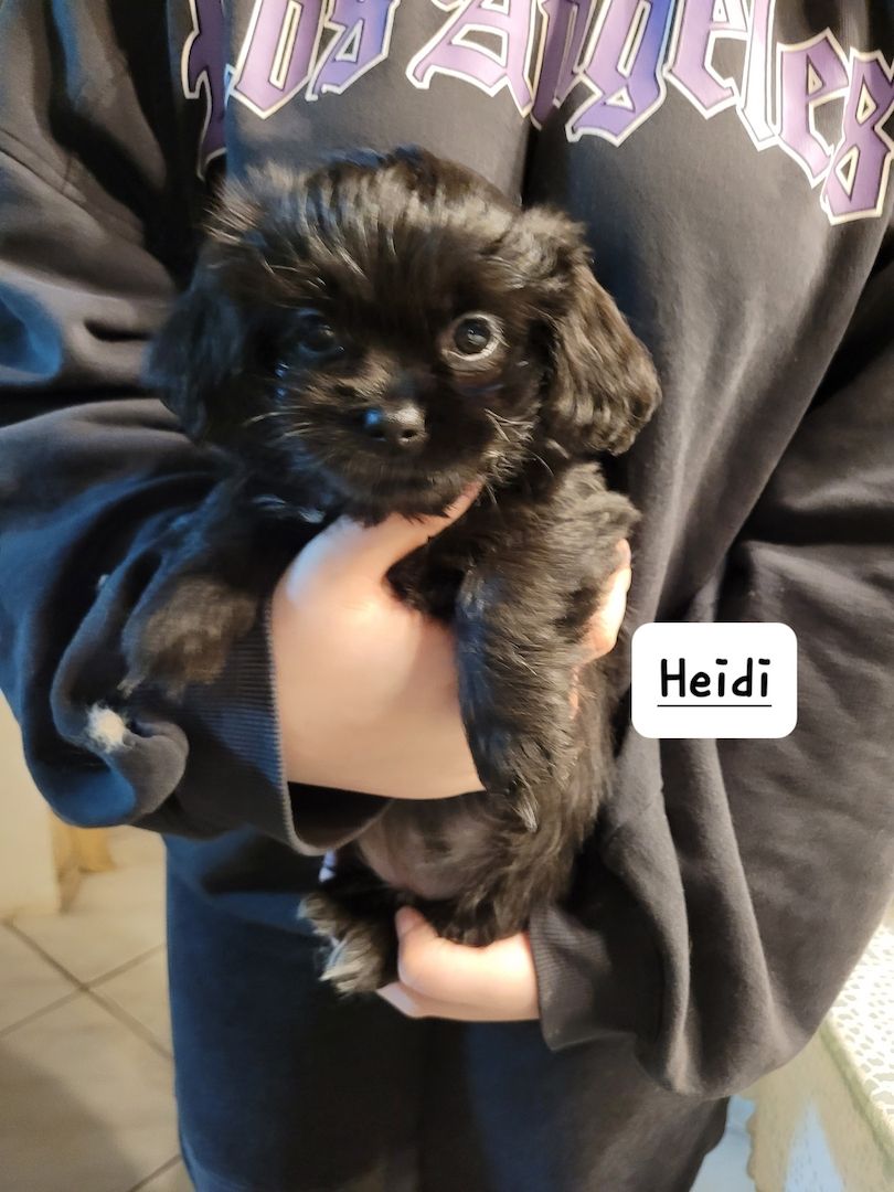 Noch ein zuckersüßes Havaneser/Shitzu mädel vorhanden