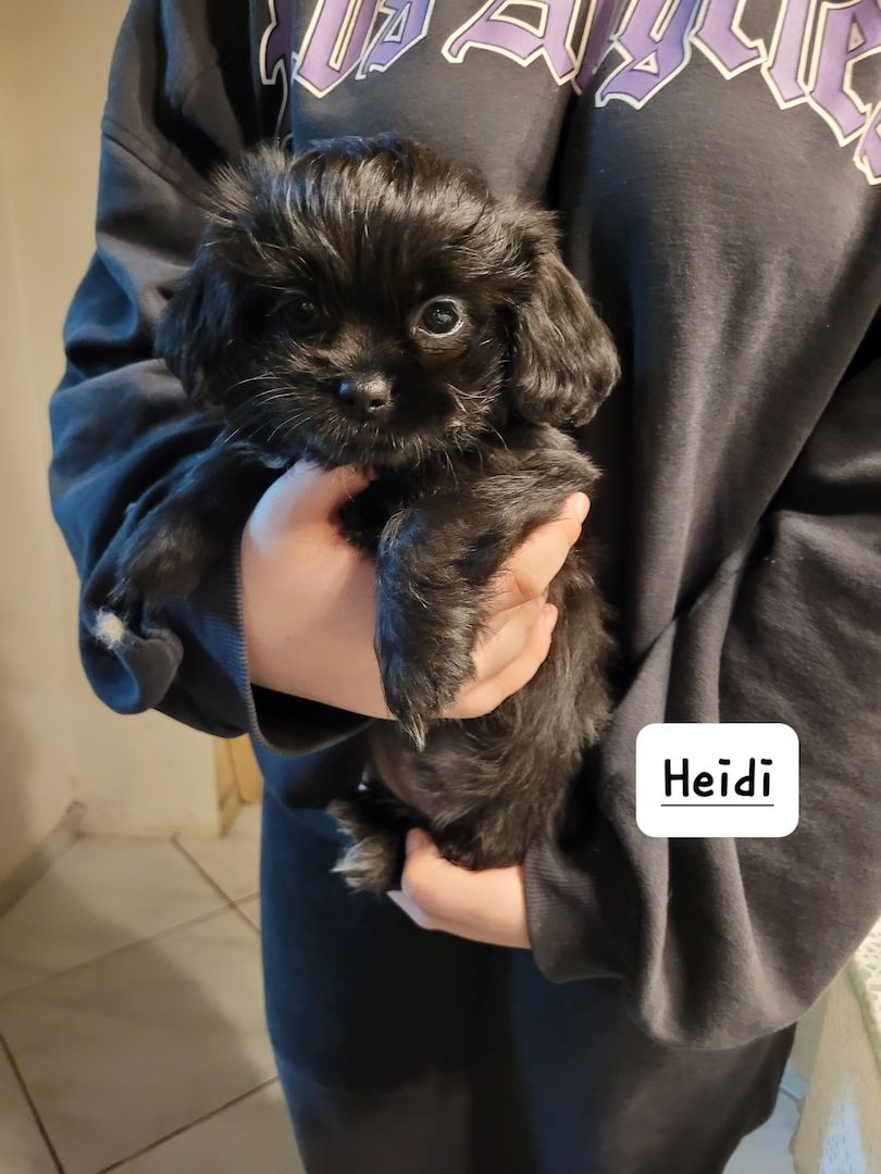 Noch ein zuckersüßes Havaneser/Shitzu mädel vorhanden