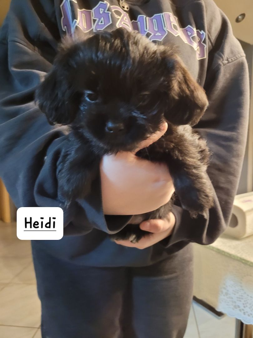 Noch ein zuckersüßes Havaneser/Shitzu mädel vorhanden