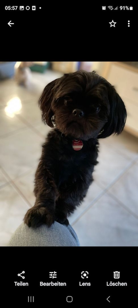 Noch ein zuckersüßes Havaneser/Shitzu mädel vorhanden