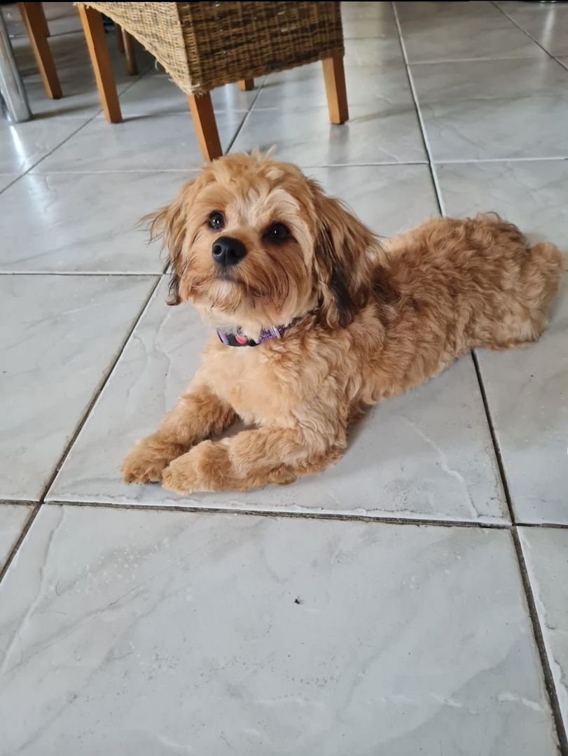 Noch ein zuckersüßes Havaneser/Shitzu mädel vorhanden