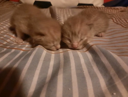 Kätzchen/Katzenbabys suchen neues Zuhause