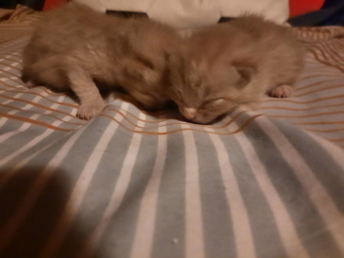 Kätzchen/Katzenbabys suchen neues Zuhause