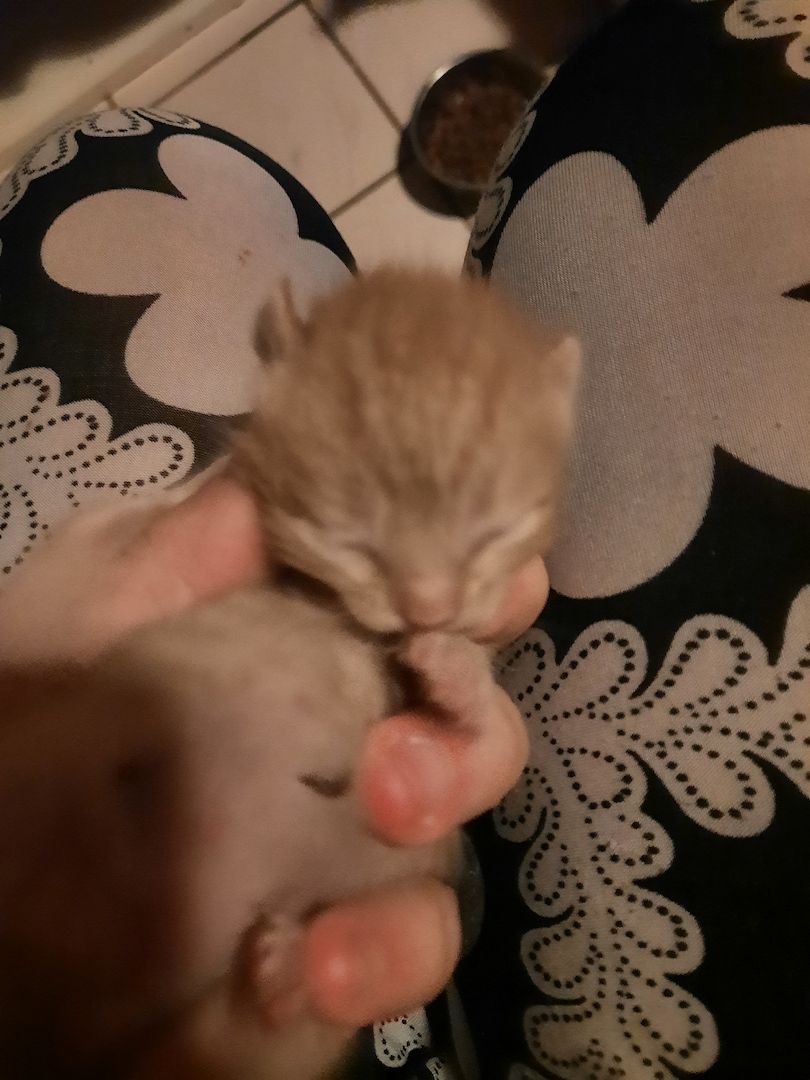 Kätzchen/Katzenbabys suchen neues Zuhause