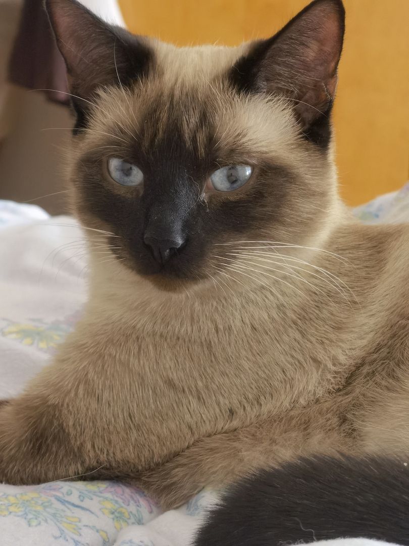 2 Katzen Mädchen Siam