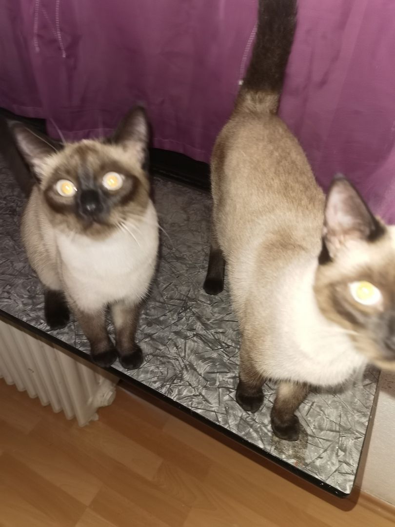 2 Katzen Mädchen Siam