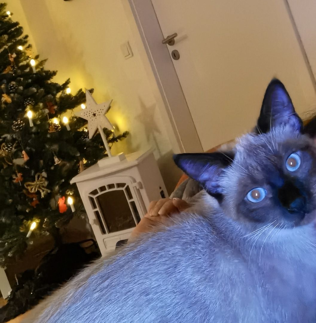 2 Katzen Mädchen Siam