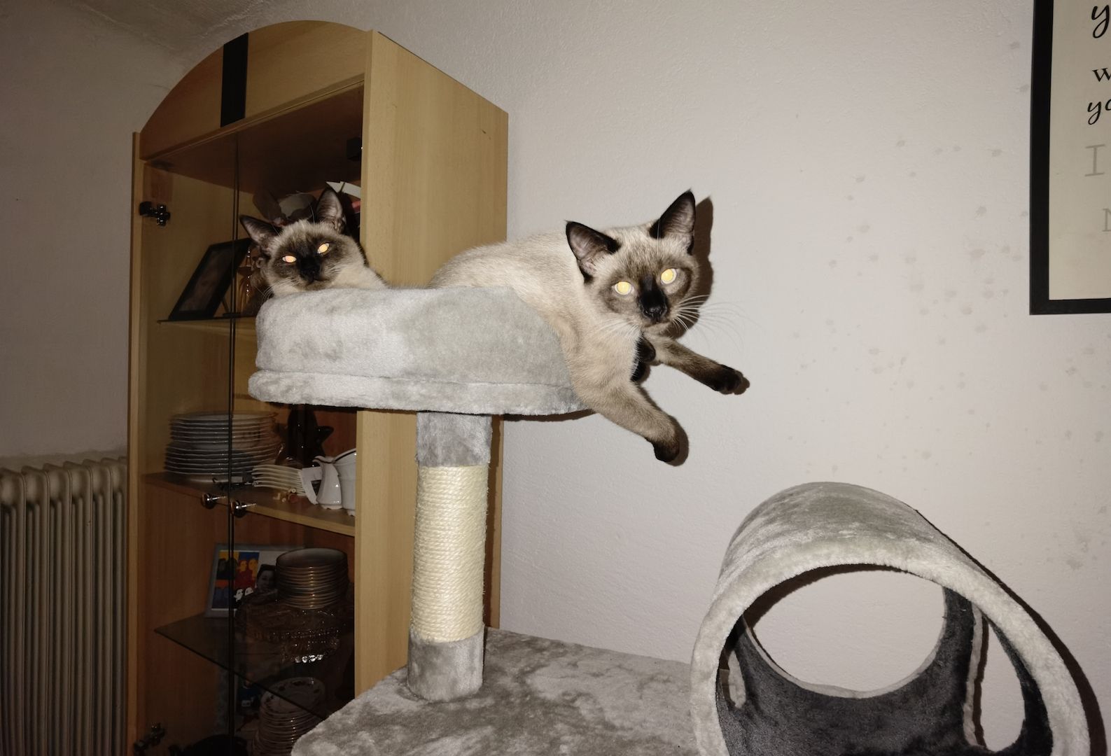 2 Katzen Mädchen Siam