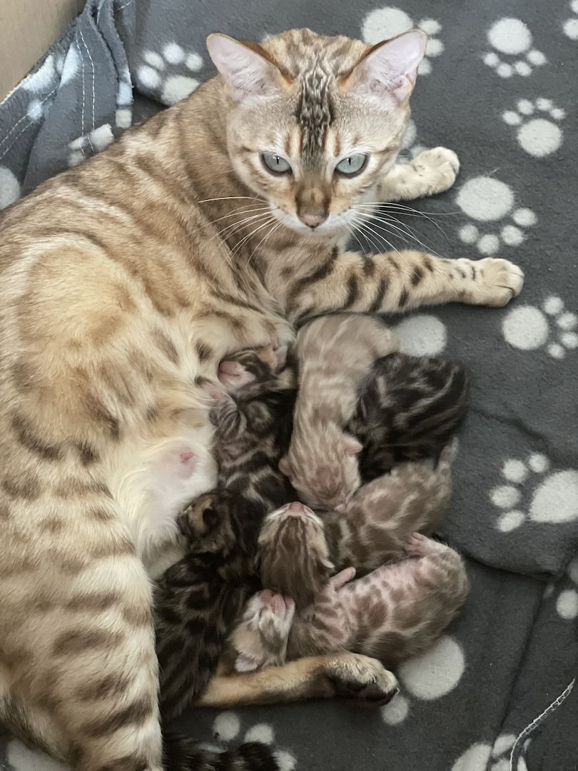 Bengalkitten mit Stammbaum/ Bengal Kitten